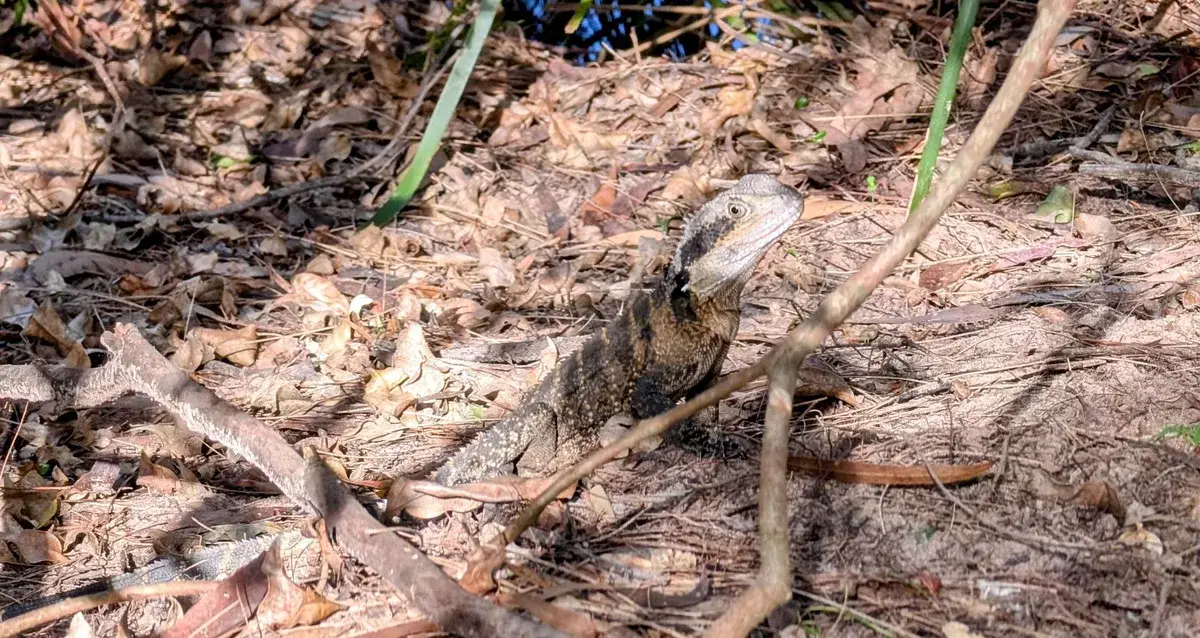 Eastern water dragon looks up from the leaf litter on the trail