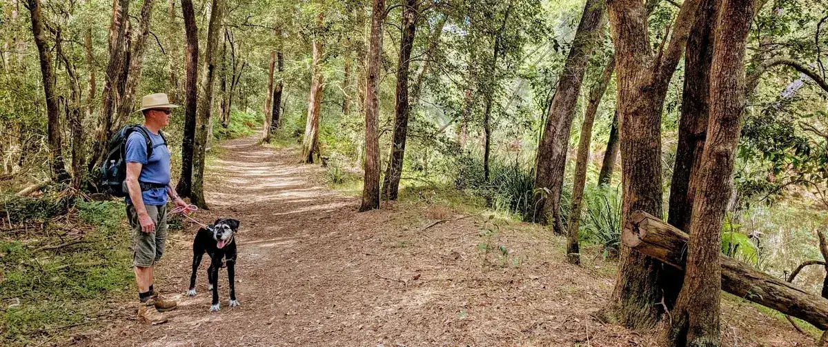 Walker and his dog pause on a shaded forest path