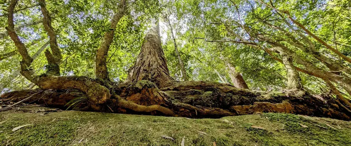 Towering rainforest canopy and buttressed tree roots at Boardinghouse Dam