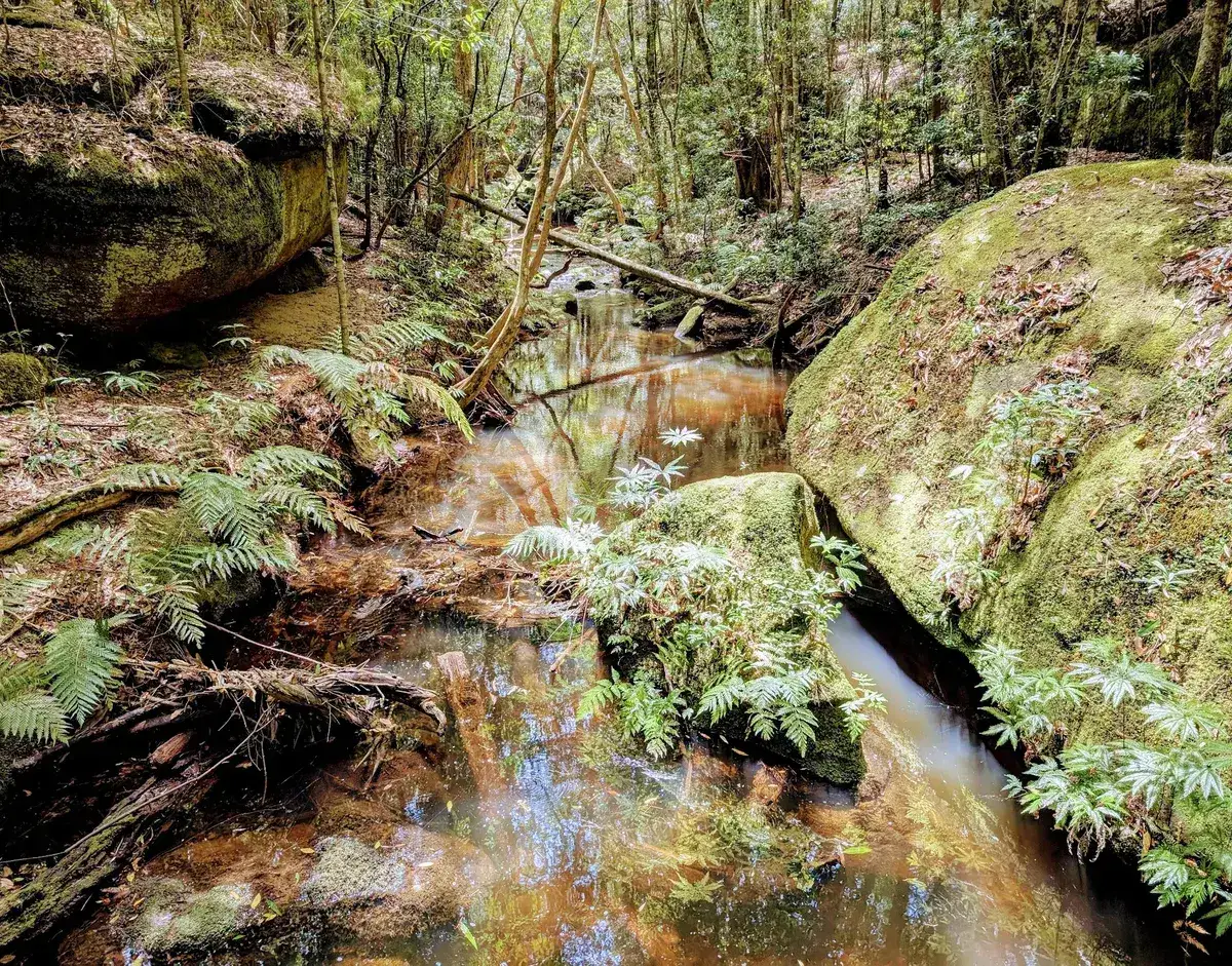 Tea coloured creek pool framed by moss covered boulders and ferns