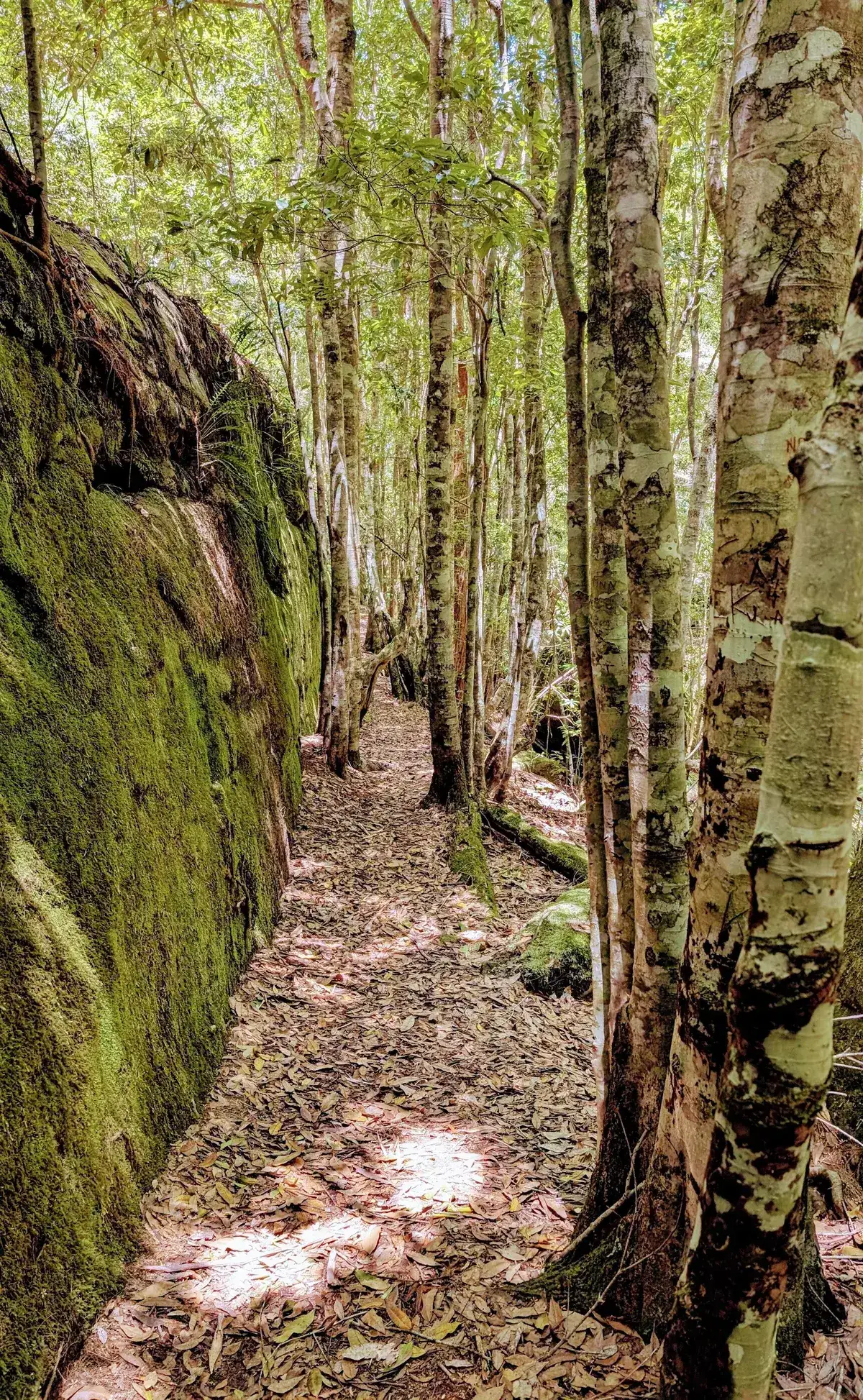 Sandy path between a mossy rock wall and slender spotted gums