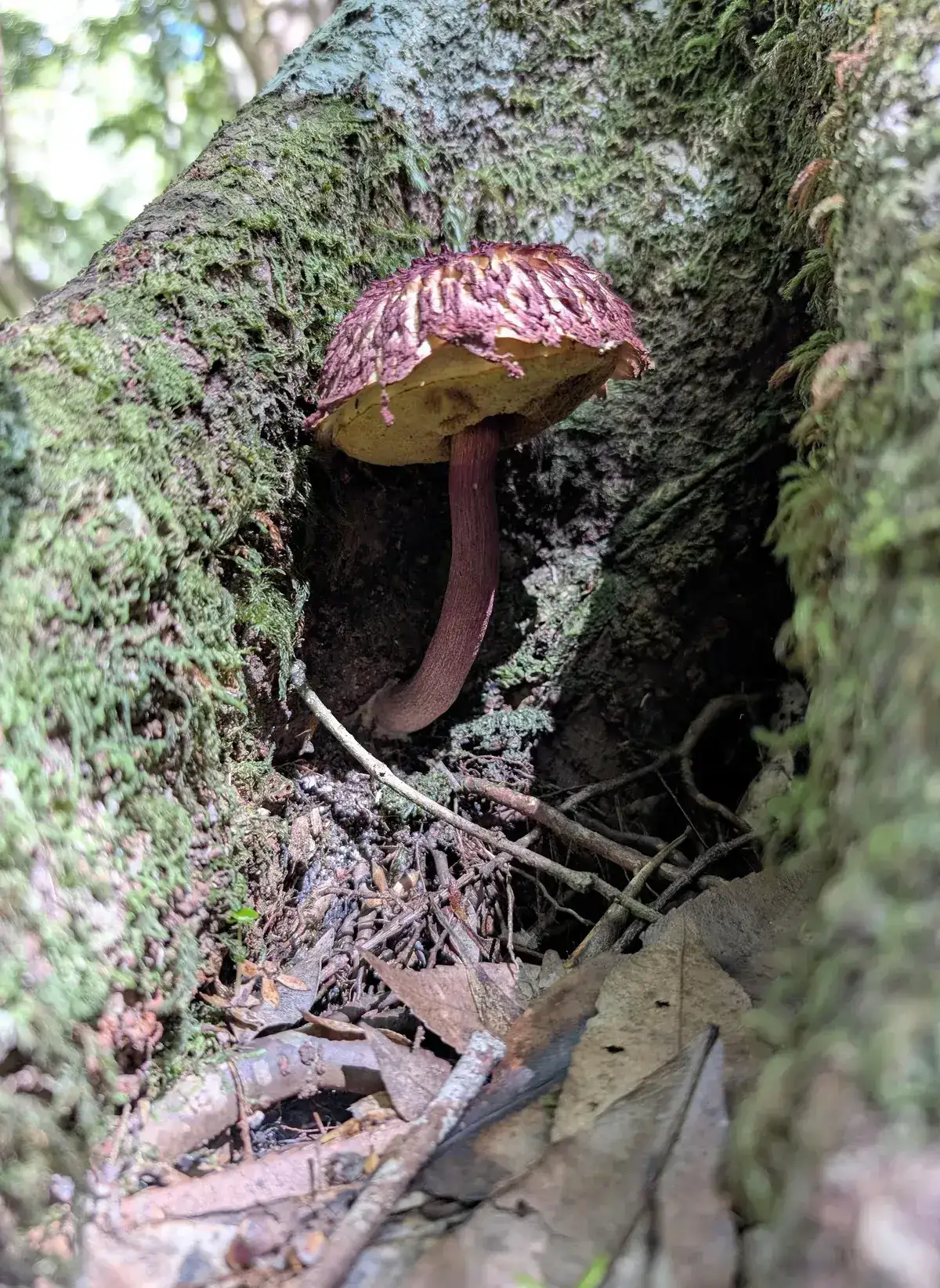 Reddish mushroom growing from a mossy hollow in a tree trunk