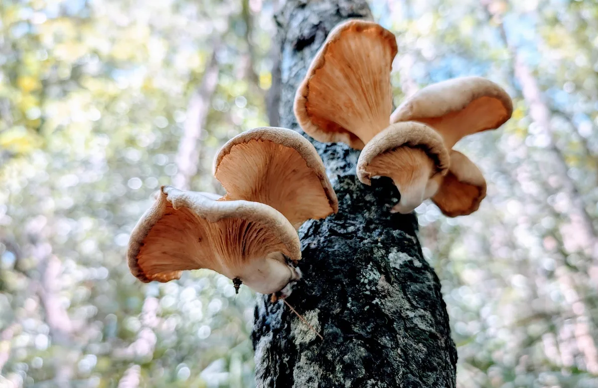 Cluster of pale bracket fungi fanning out from a forest tree