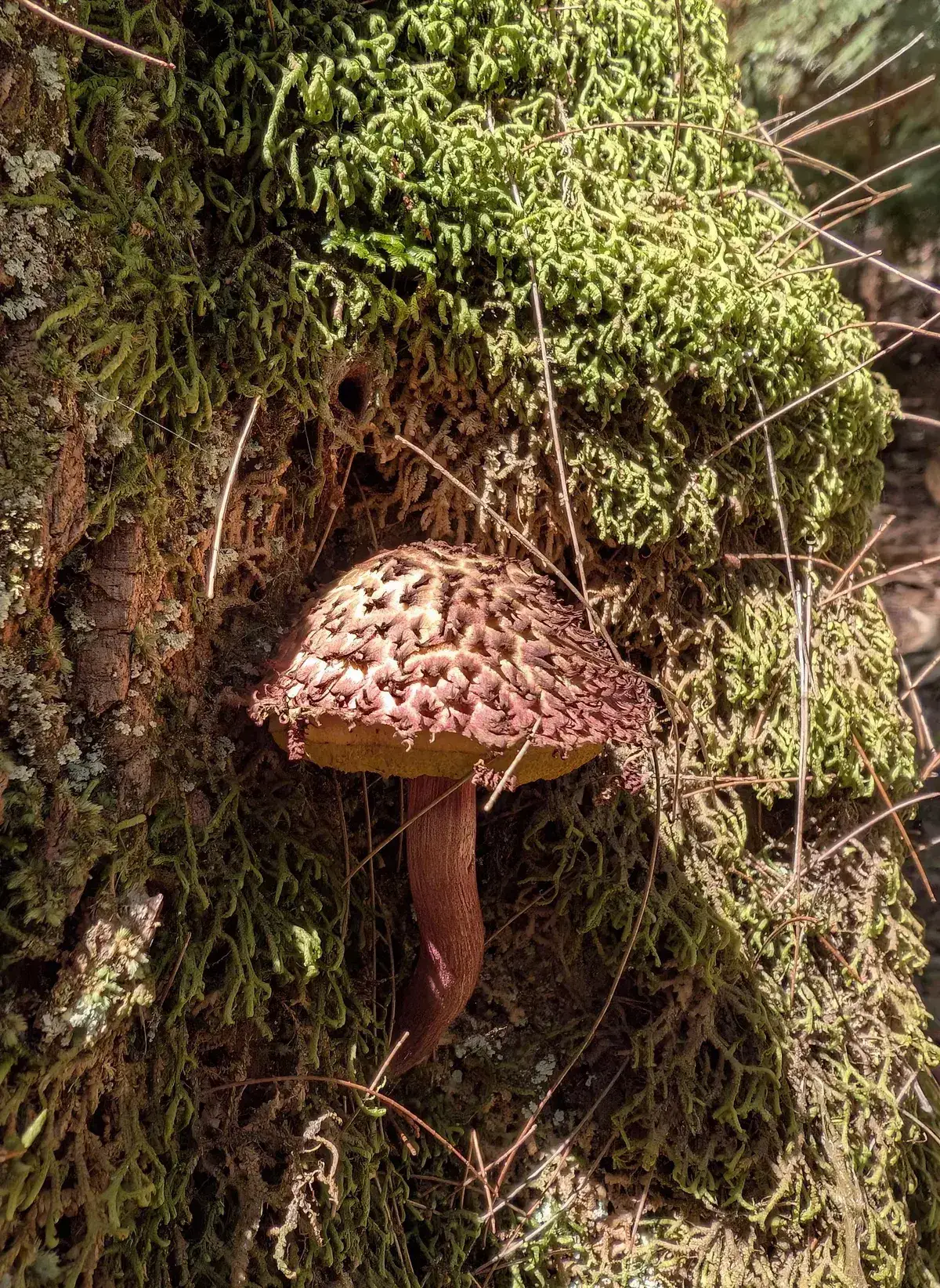 Shaggy capped mushroom emerging from moss and fern covered bark