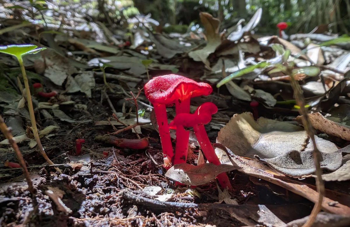 Tiny bright red pixie's parasol fungi scattered across the leaf litter