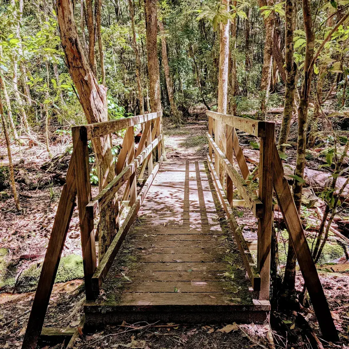 Timber footbridge stretching through the forest at Boardinghouse Dam