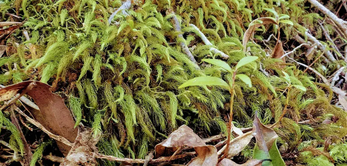 Close up of soft green moss with new fern shoots