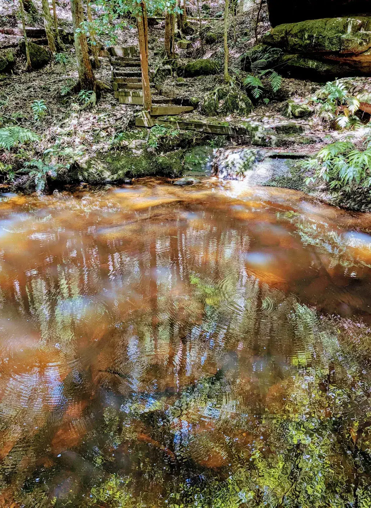 Reflections of the forest canopy in the tea coloured swimming hole