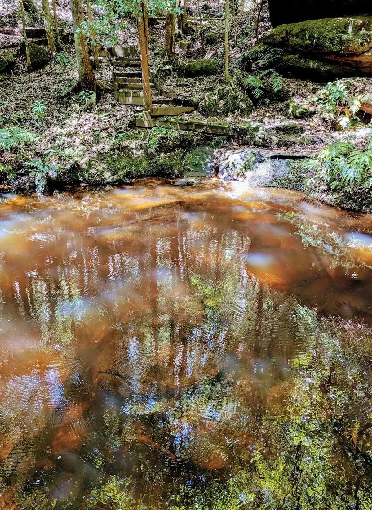Close reflection of trees rippling across the amber creek water