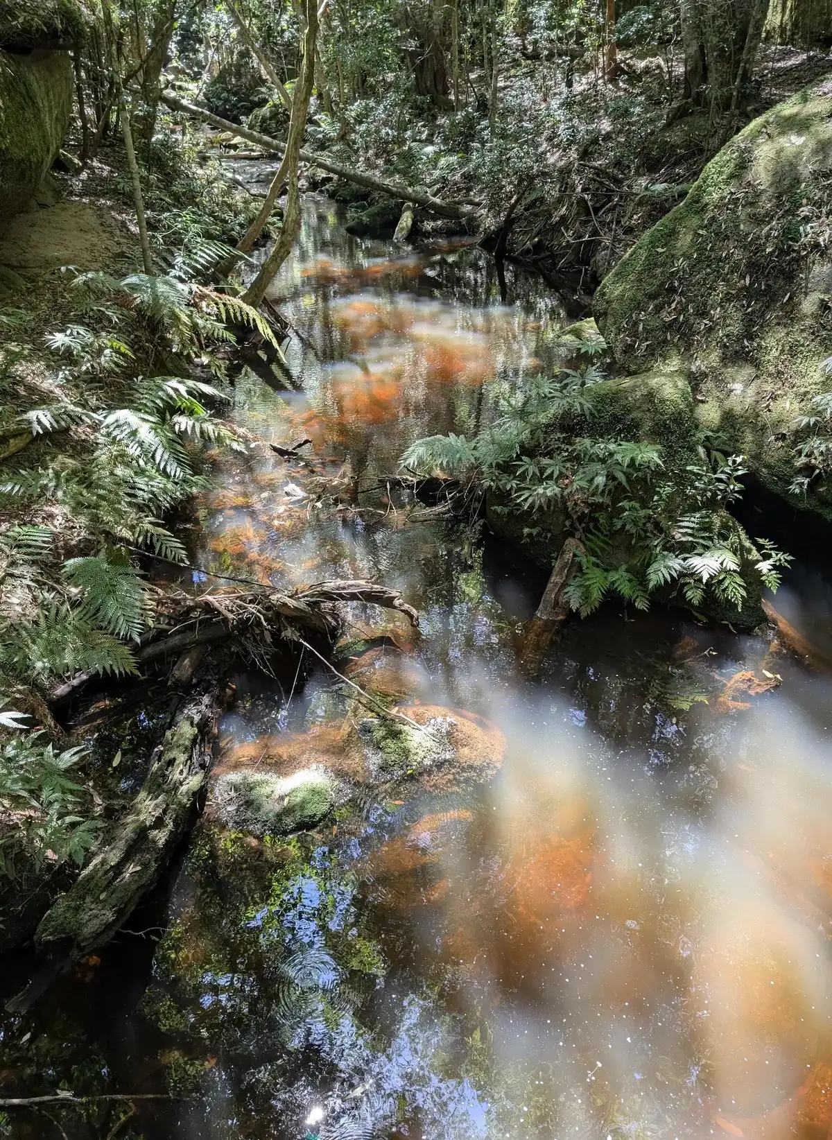 Ferny creek bank leading down to the Boardinghouse Dam pool