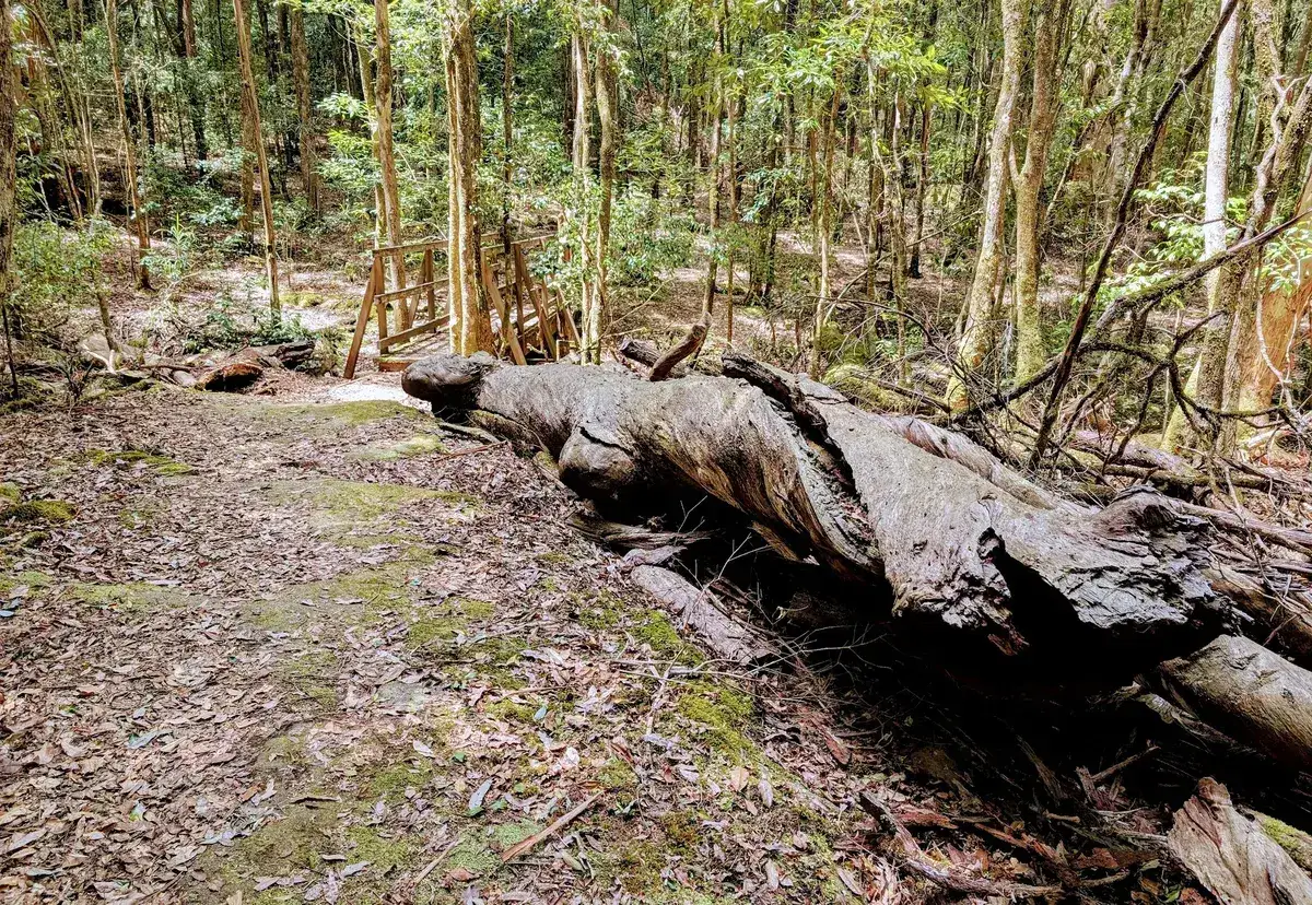 Bush track past a fallen mossy log near a wooden footbridge