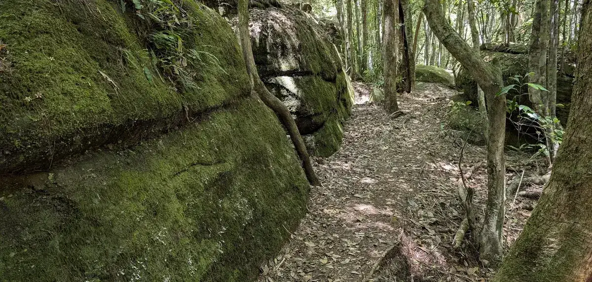 Narrow forest track running beside a long mossy sandstone wall