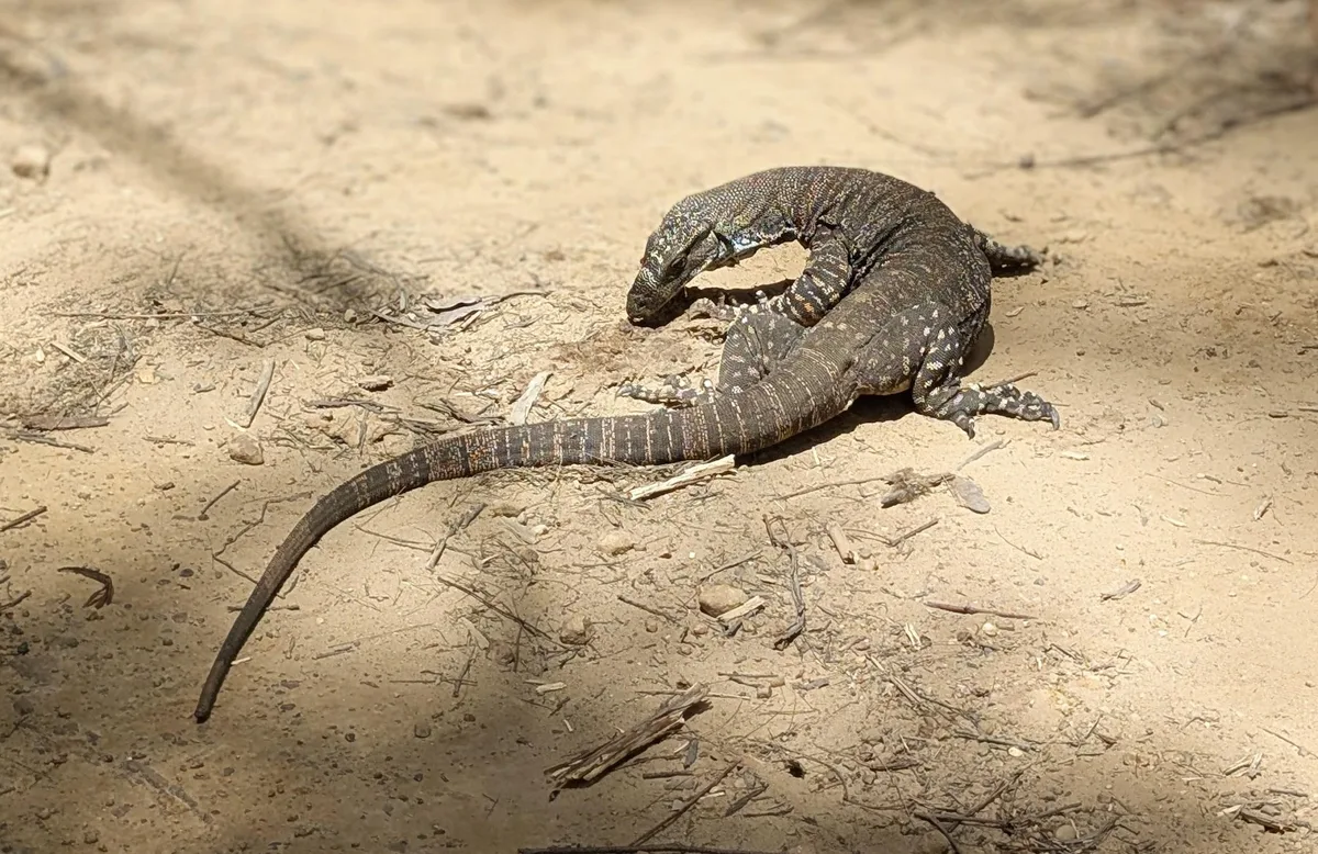 Lace monitor resting on a sandy track at Boardinghouse Dam