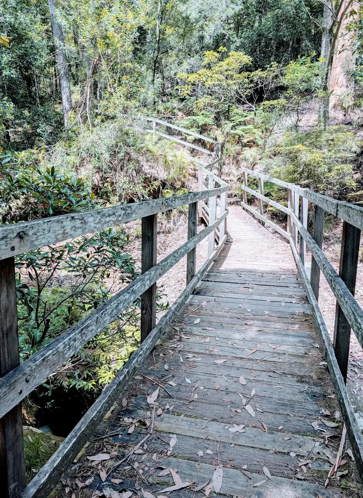 Tall timber boardwalk zigzagging down through a fern filled gully