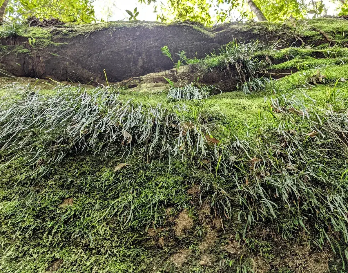 Mossy log with delicate fern fronds along the Boardinghouse Dam track