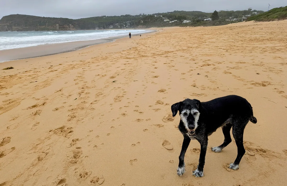 Dog standing on the sand at Copacabana Beach with waves behind