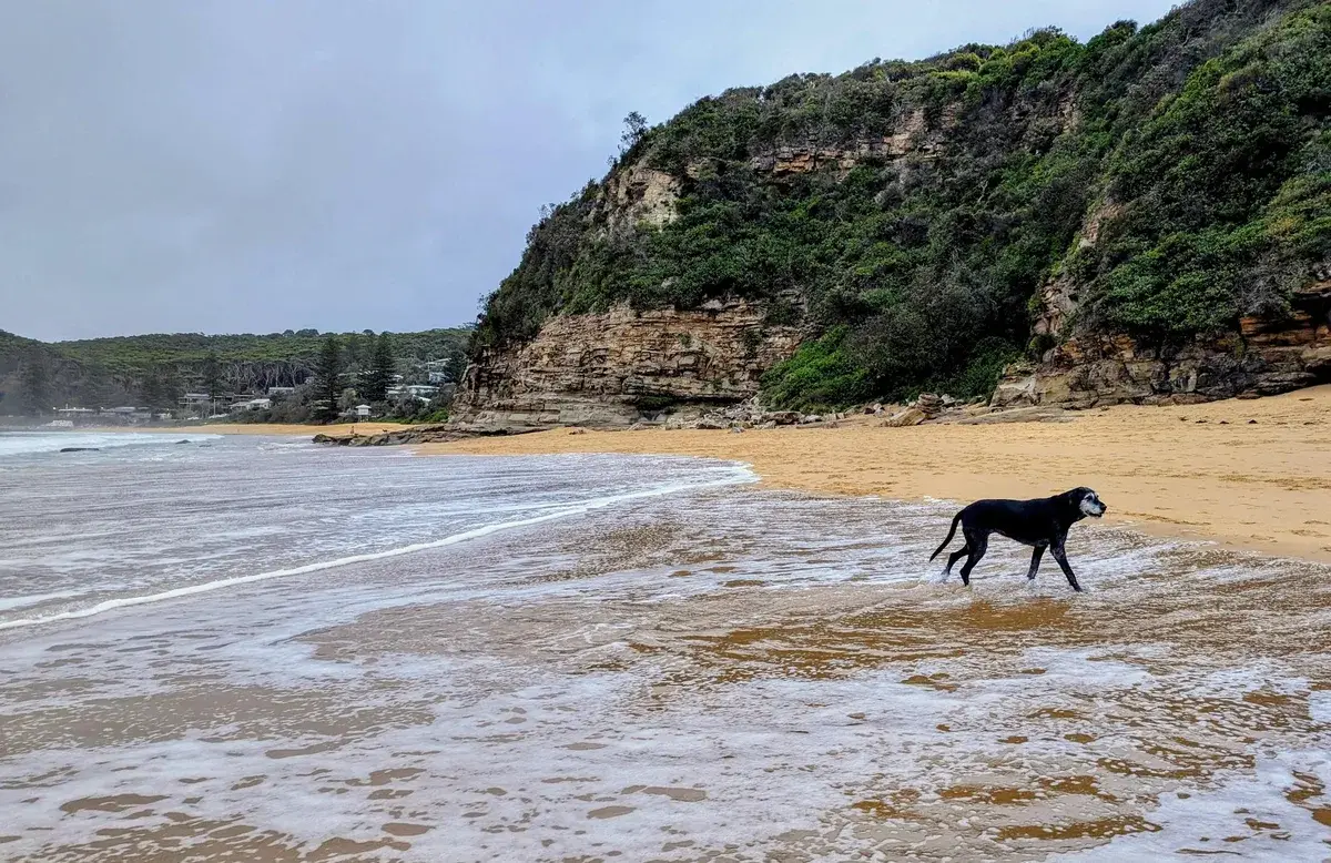 Dog wading through the shallows beneath the Copacabana headland