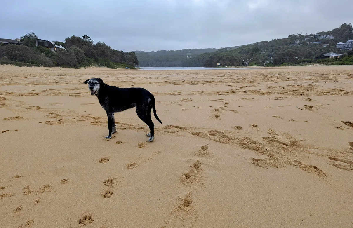 Dog standing near the lagoon mouth at Copacabana with hills behind