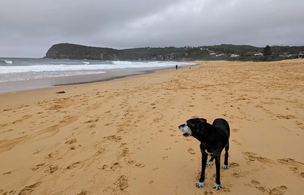 Dog pausing on the sand with Copacabana's hillside homes behind