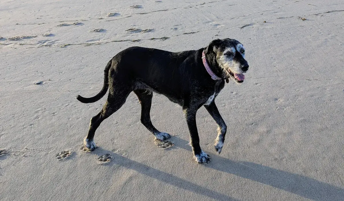 Black and white speckled dog walking along a quiet sandy beach