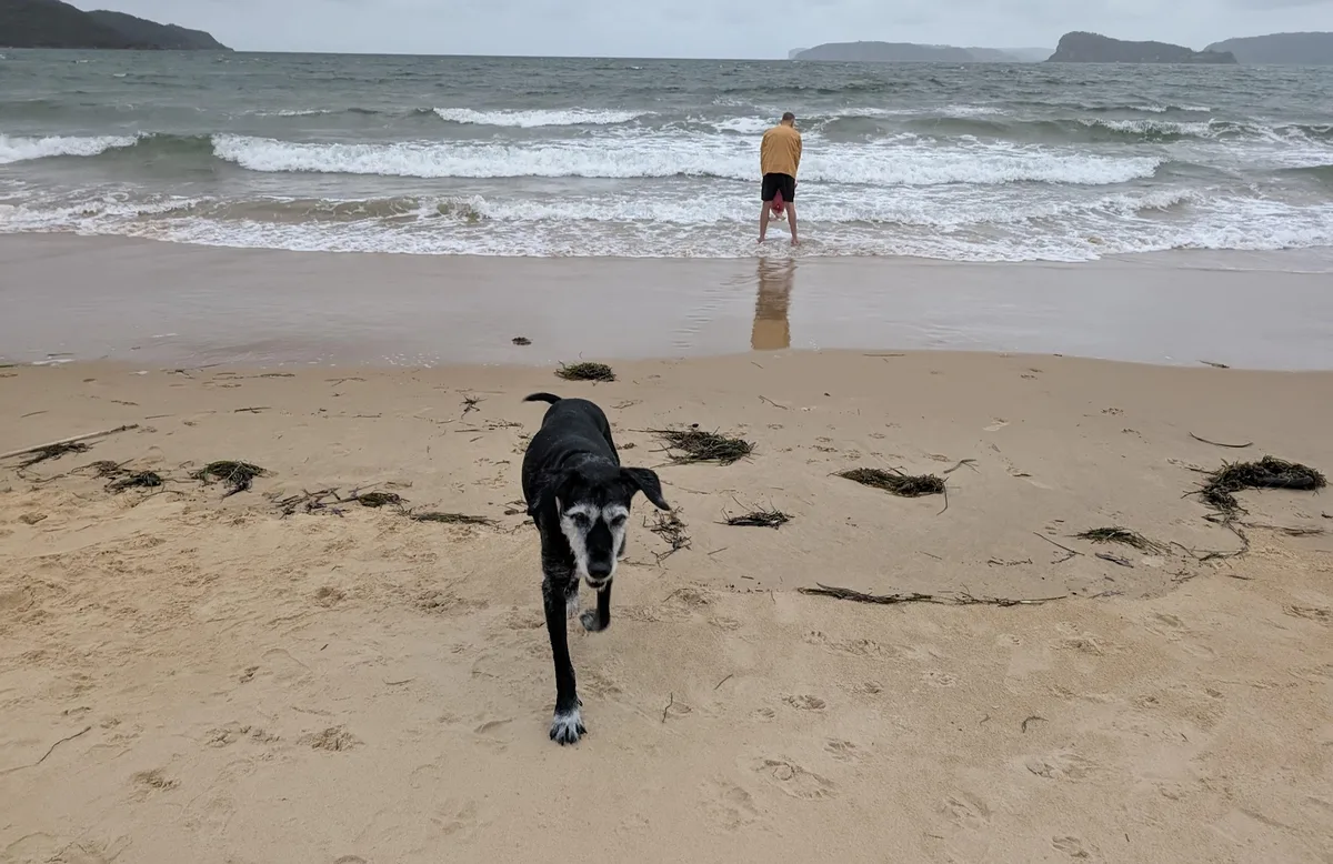 Black dog running up the beach with a man wading behind it