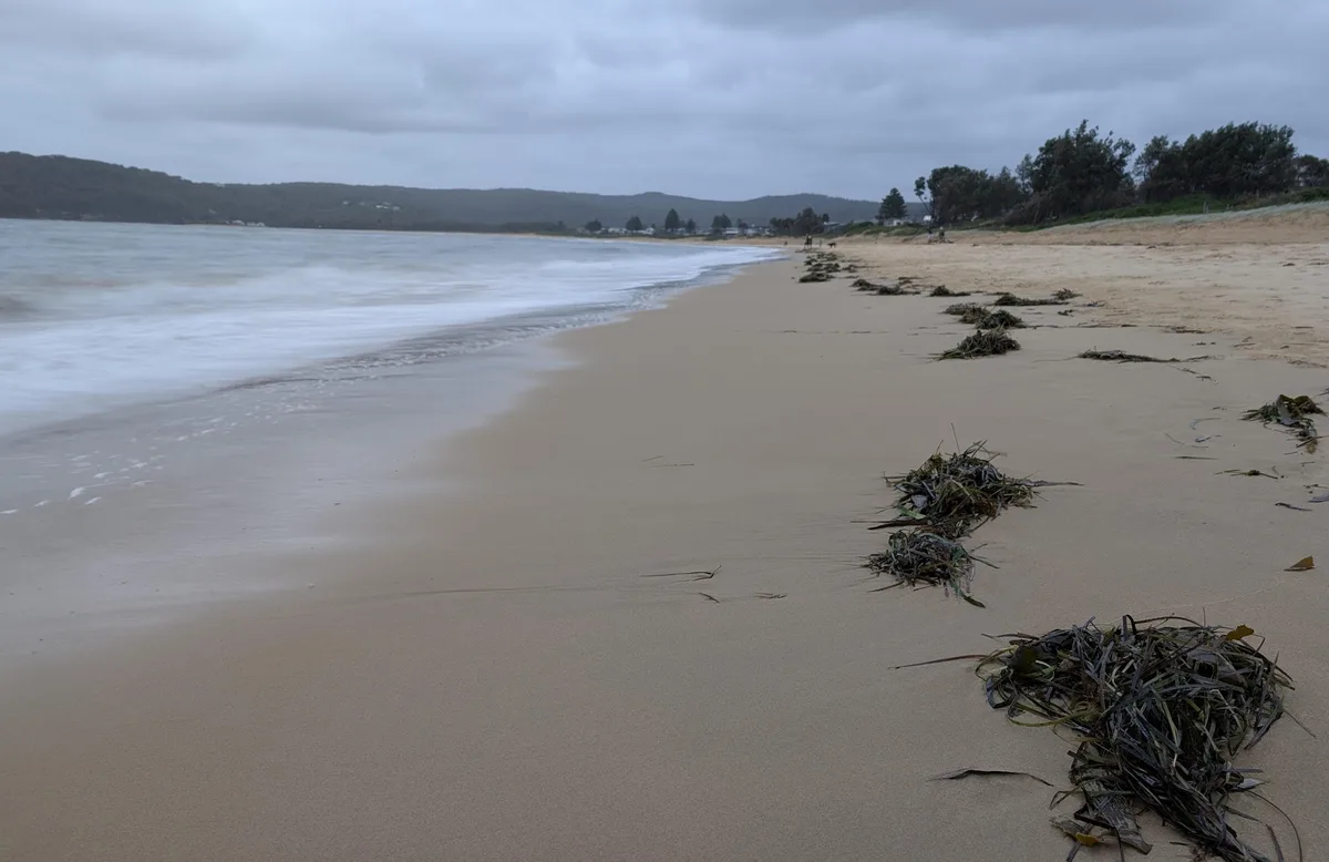 Overcast beach with scattered clumps of seaweed along the shoreline