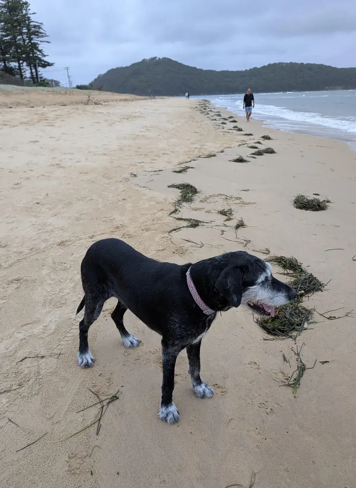 Black dog carrying seaweed in its mouth with a man walking behind