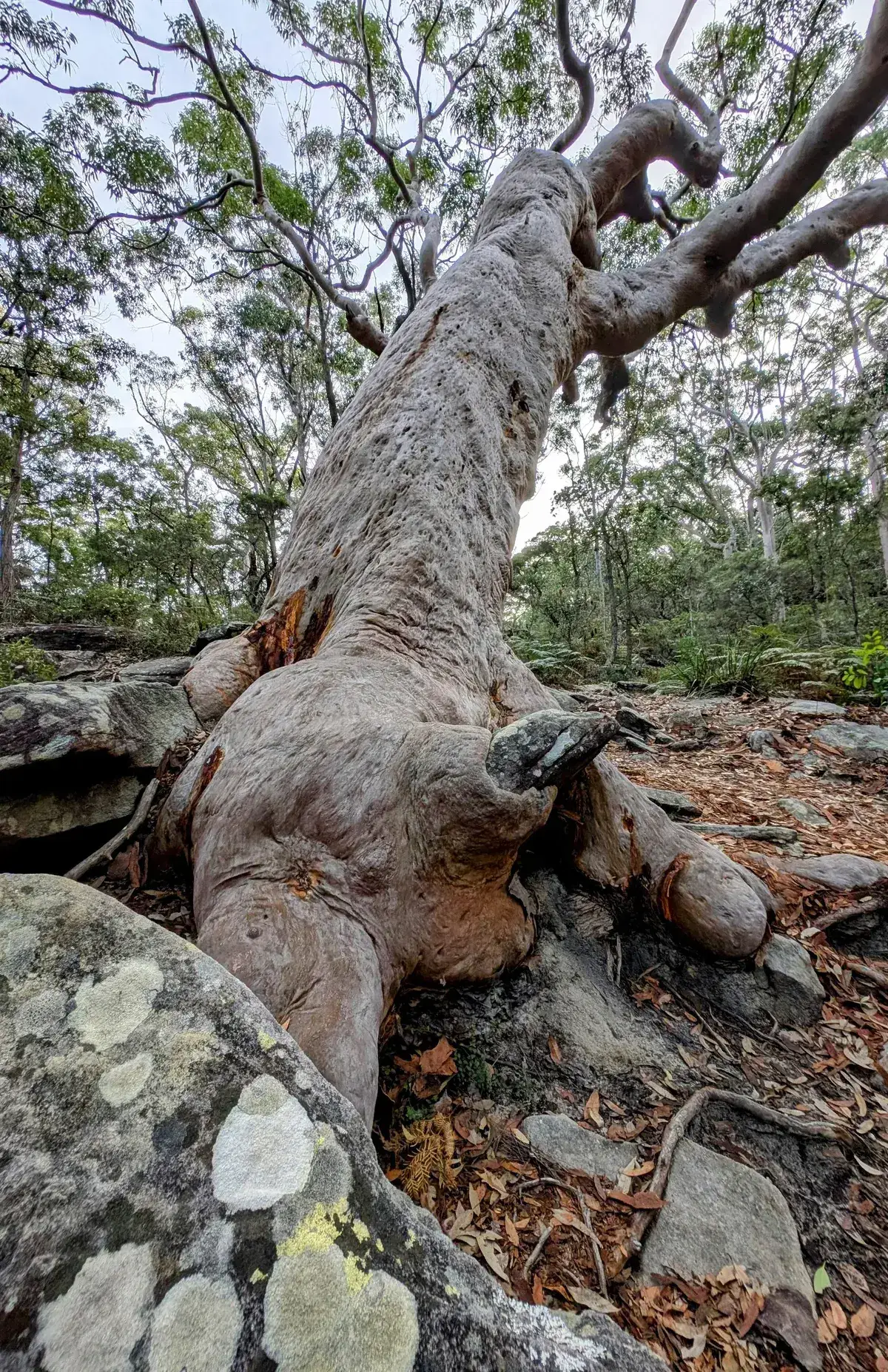 Guardian Tree