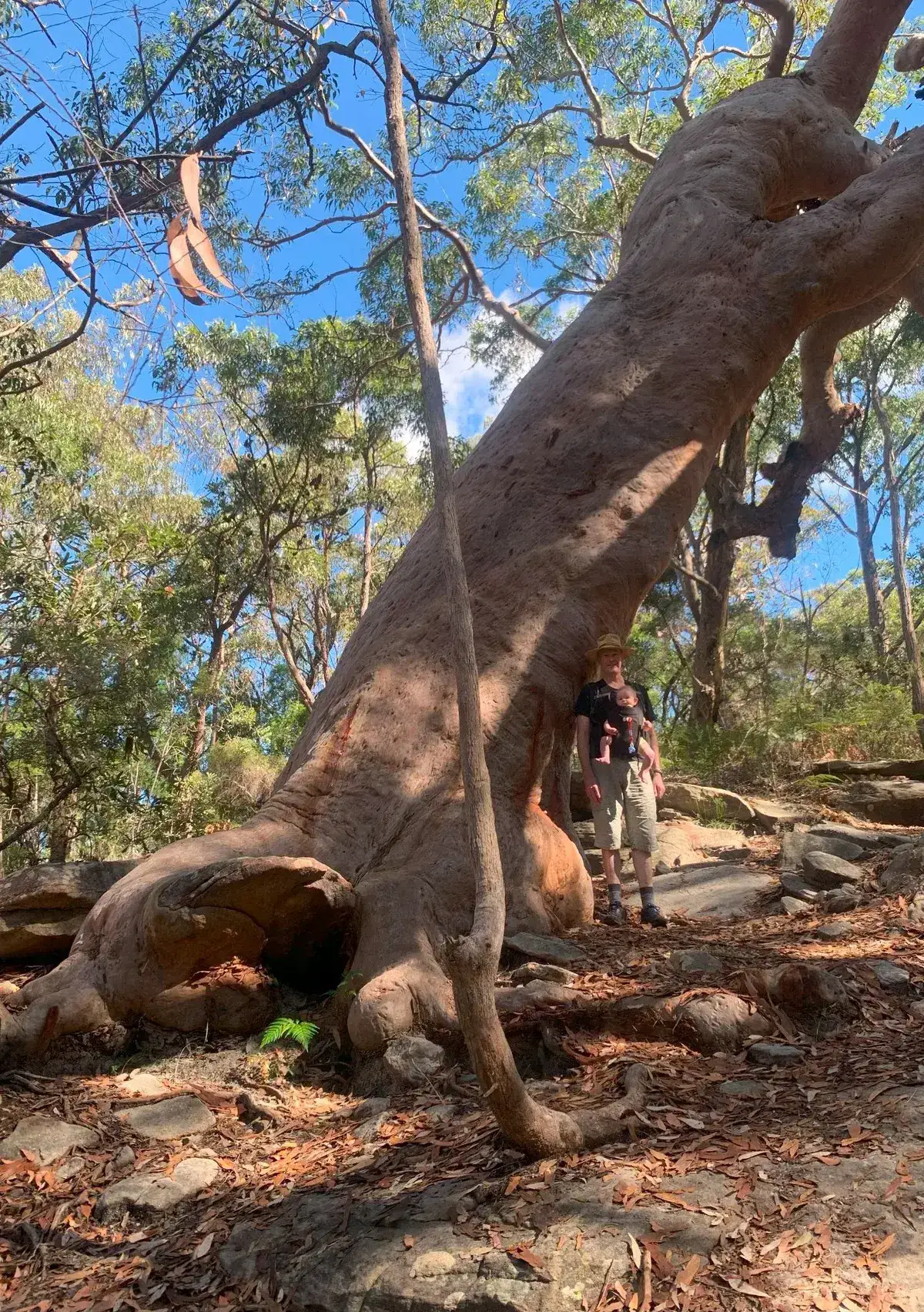 Grandfather Tree