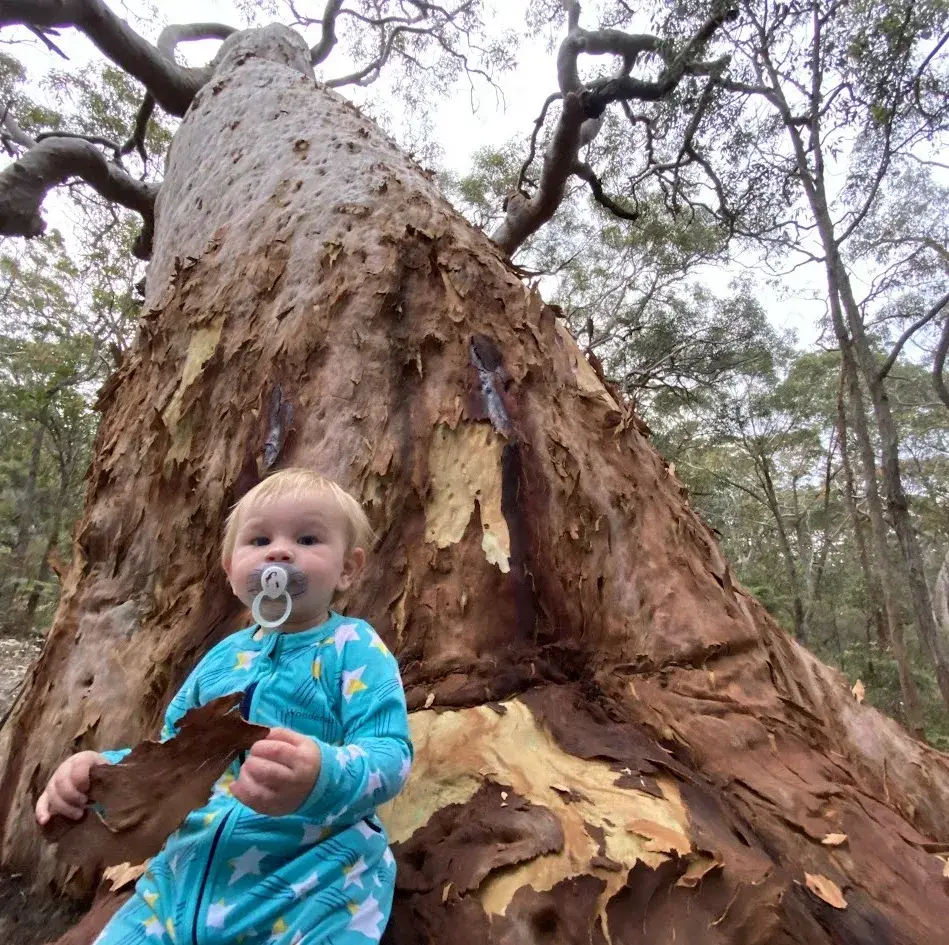 Grandmother Tree