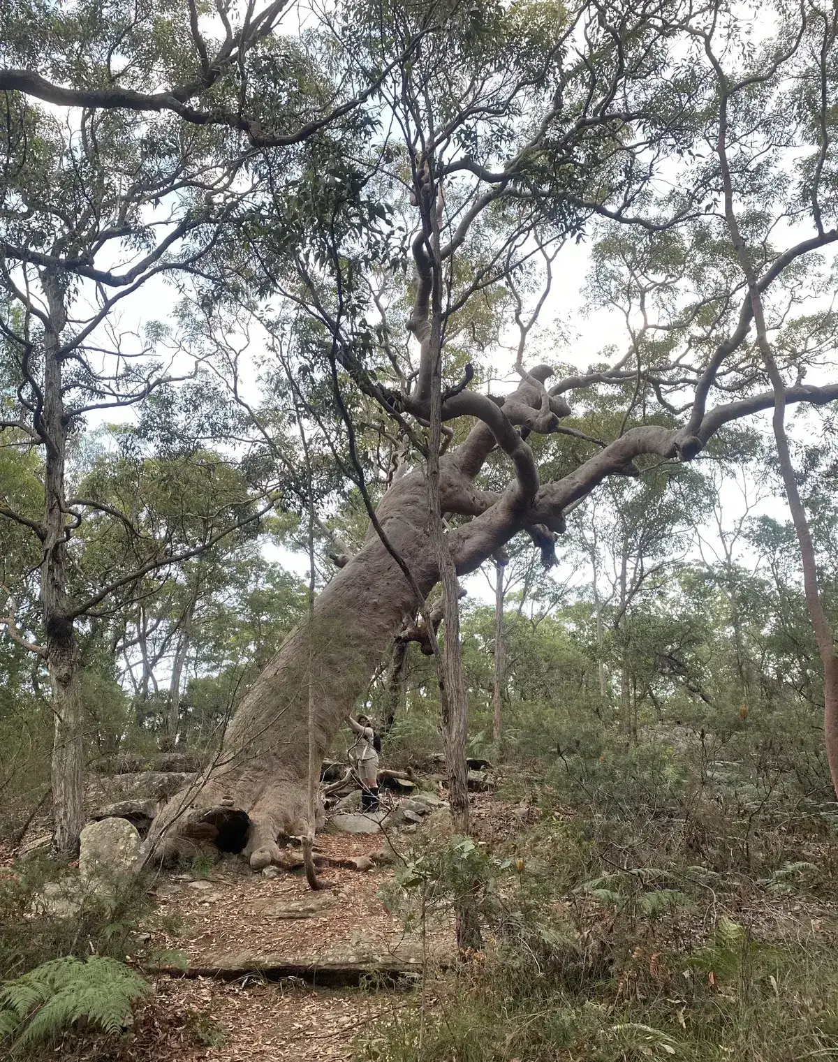 Grandmother Tree