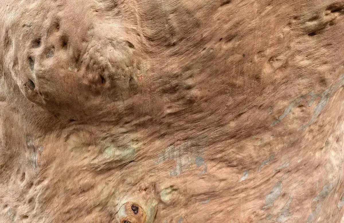 Guardian Tree