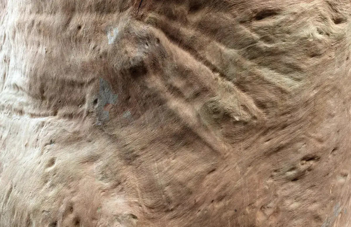 grandfather tree