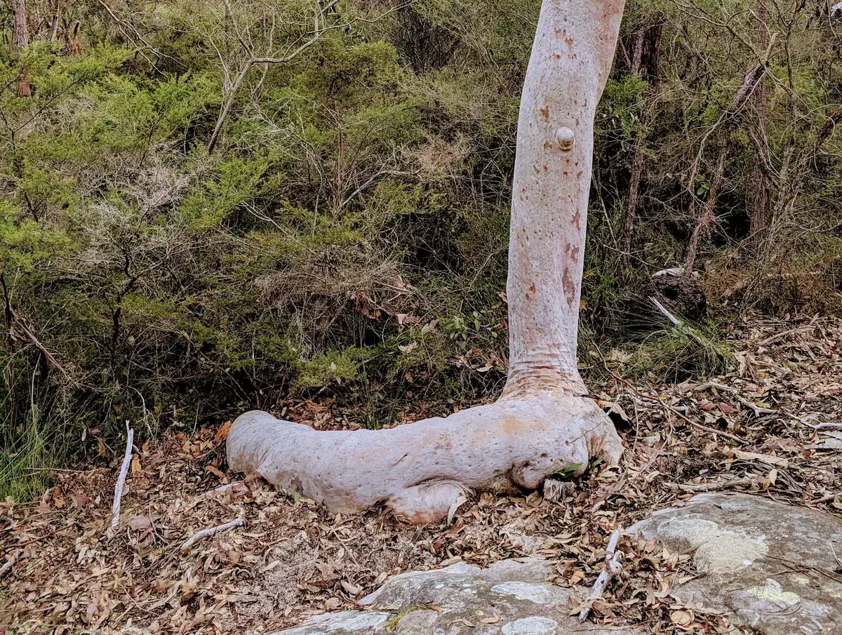 Gnarled pale trunk and exposed root of the Guardian Tree angophora