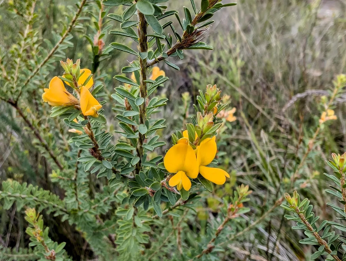 Yellow pea flowers blooming beside the Lyre Trig track
