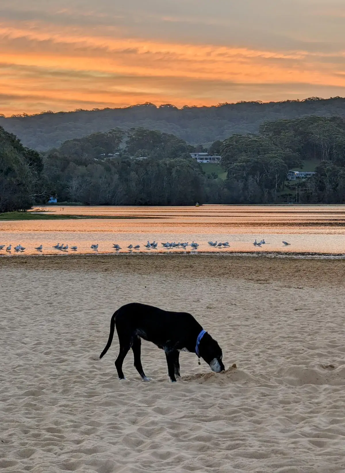 Dog on the sand at Avoca Lagoon with a line of seagulls at sunset