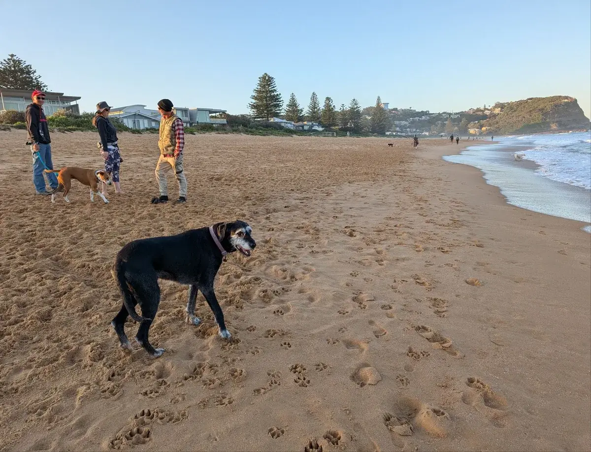 Dogs and their owners walking on North Avoca beach near sunset