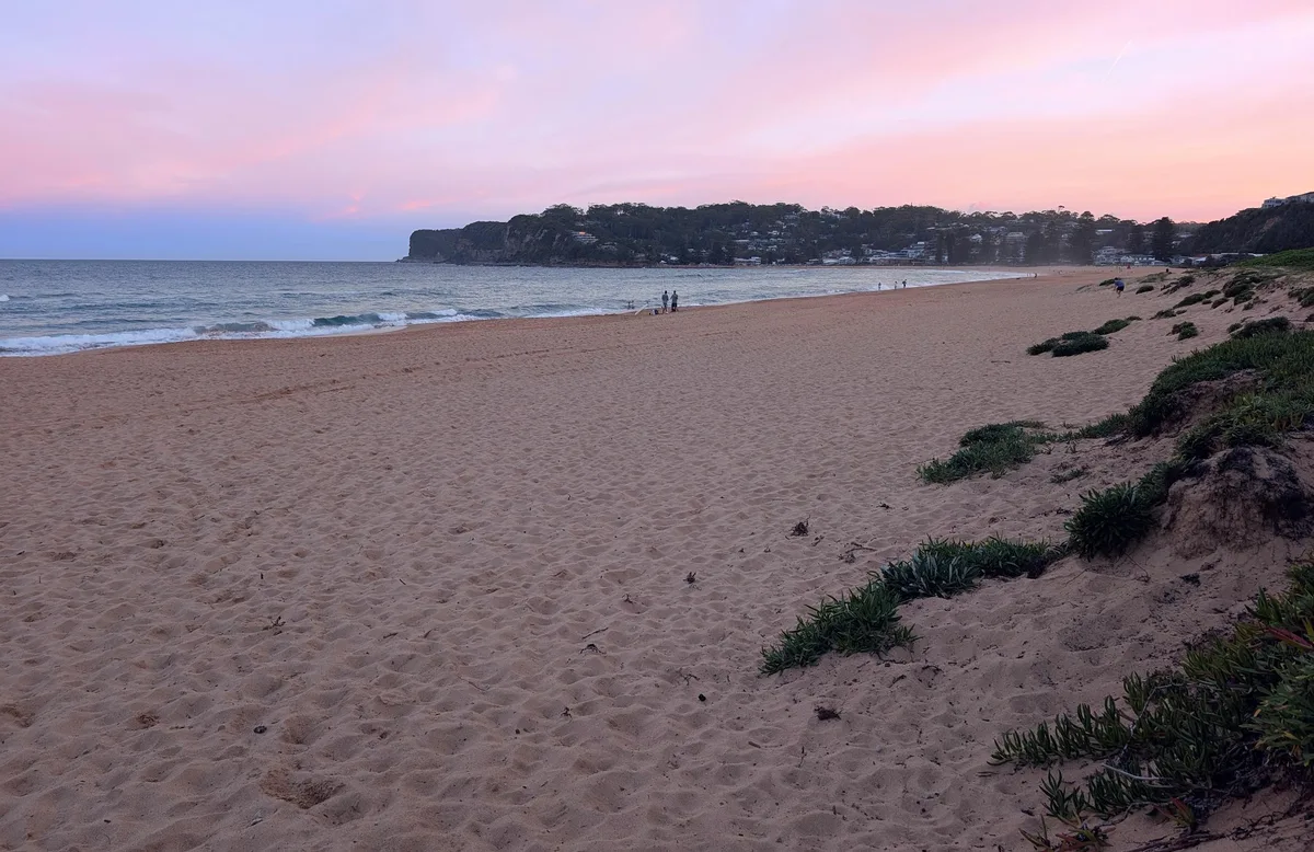 Dune vegetation overlooking North Avoca beach and the headland at dusk