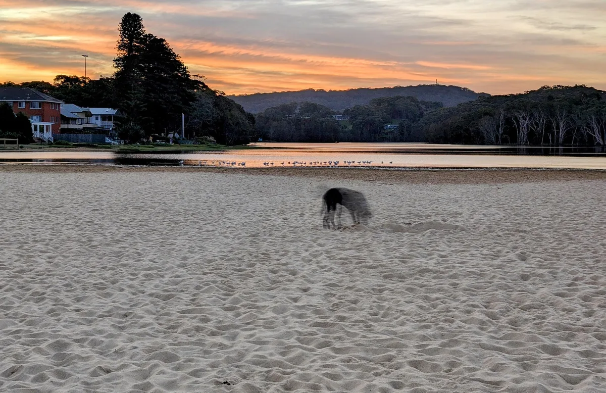 Dog digging in the sand beside Avoca Lagoon at sunset with seagulls nearby