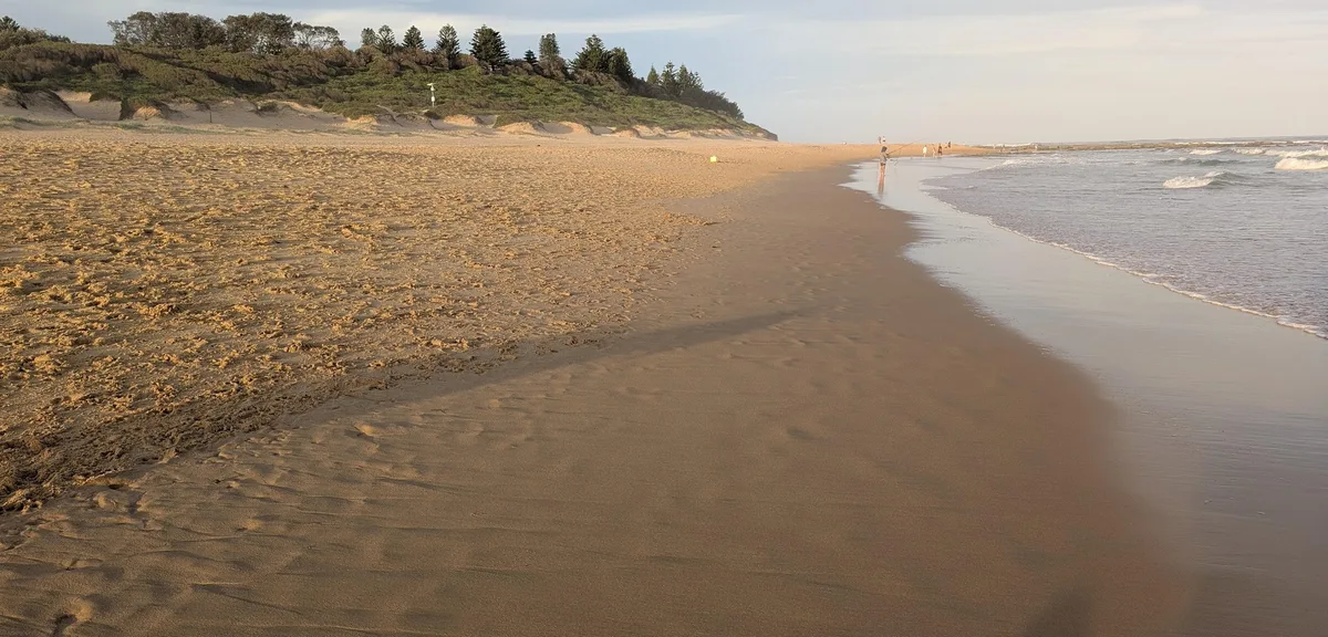 Grassy dune headland with pine trees overlooking the beach at North Shelly