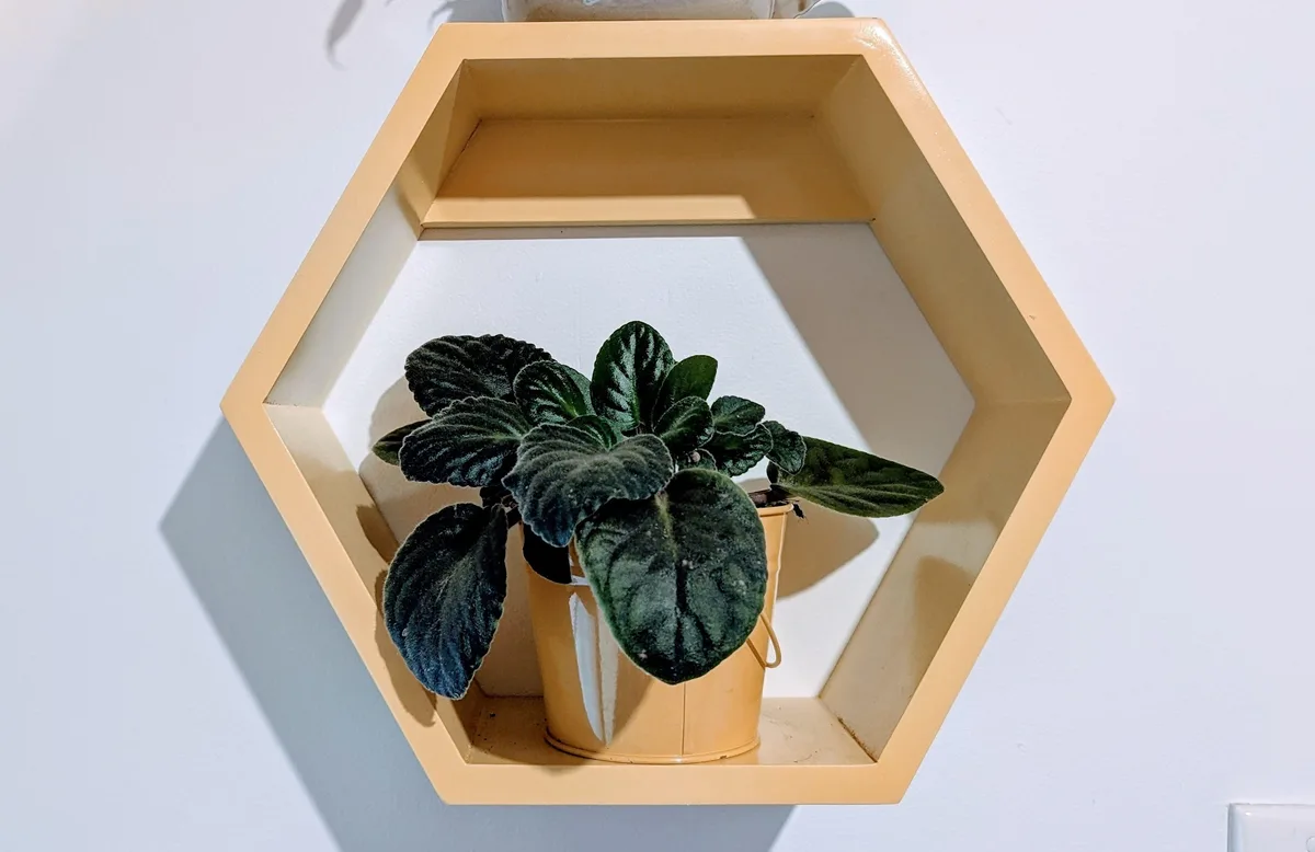 Small houseplant displayed in a hexagonal wall shelf