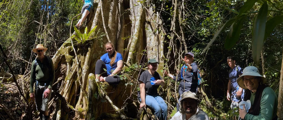 Group of walkers perched on the huge buttress roots of a fig tree