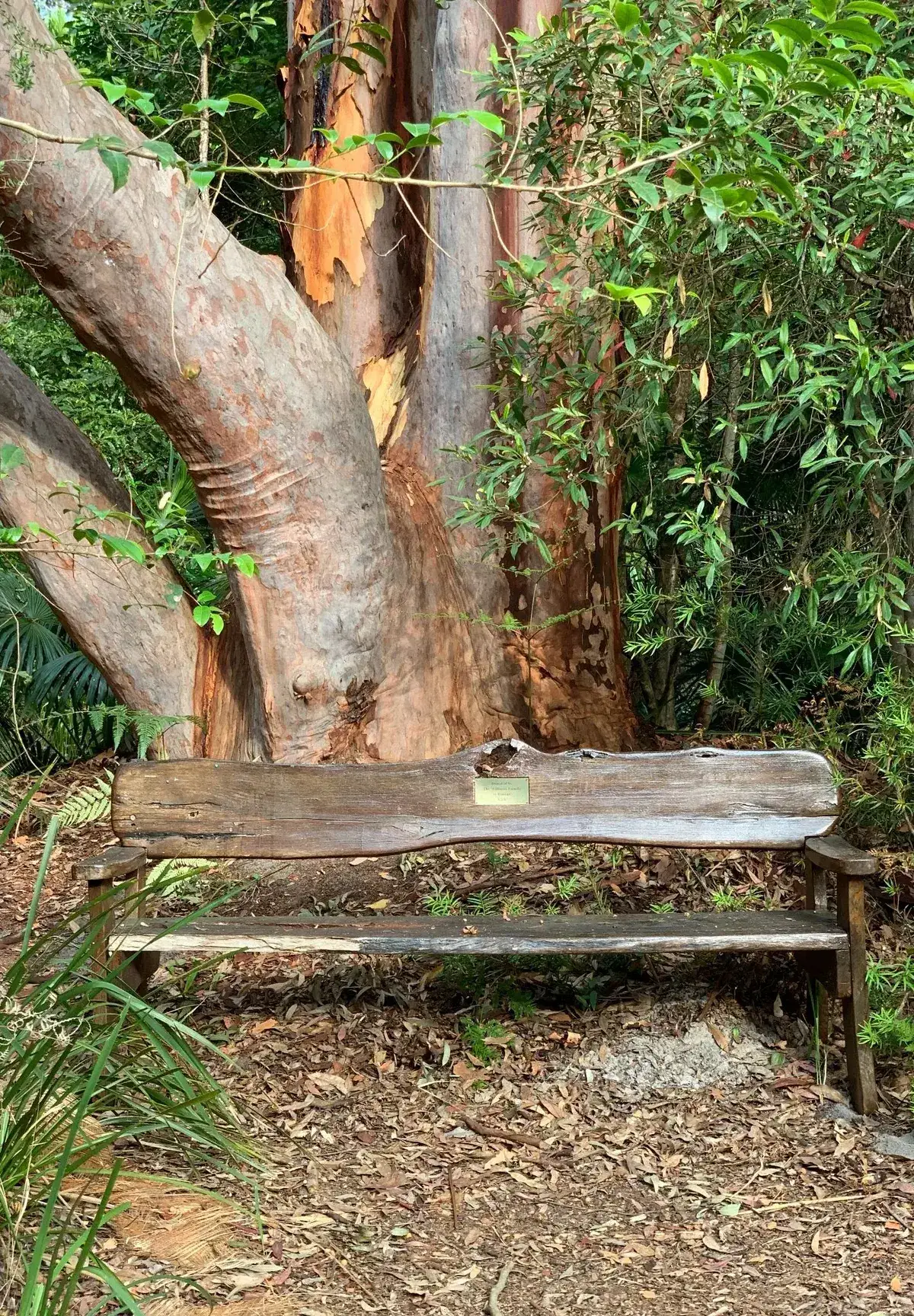 Wooden memorial bench set beneath a tall eucalypt trunk