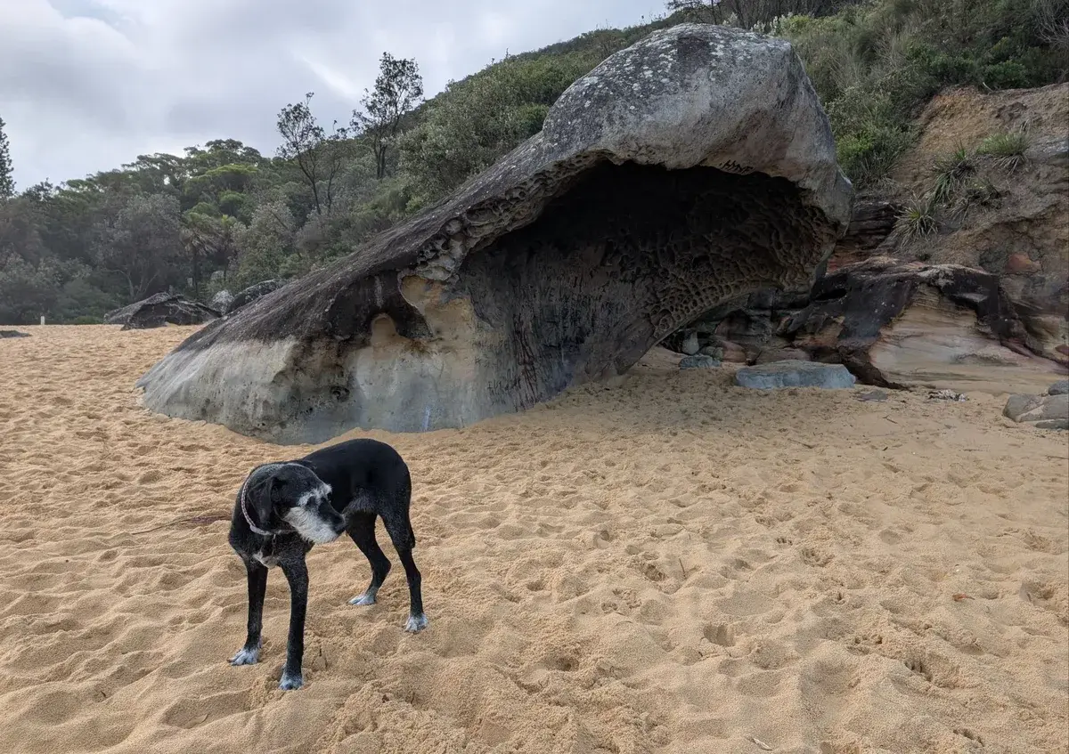 Black dog exploring a sandstone rock overhang on Pearl Beach