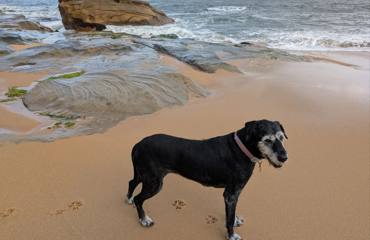 Black and white dog standing on sand beside a rock platform