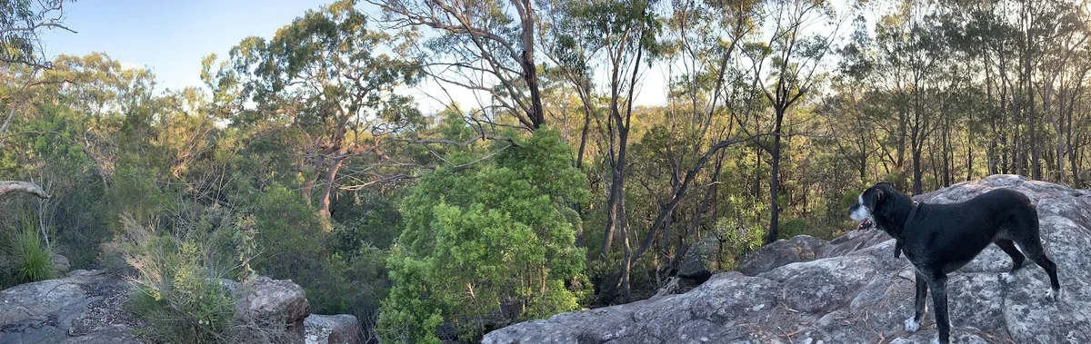 Panoramic bushland view from a rock ledge with a dog surveying the valley