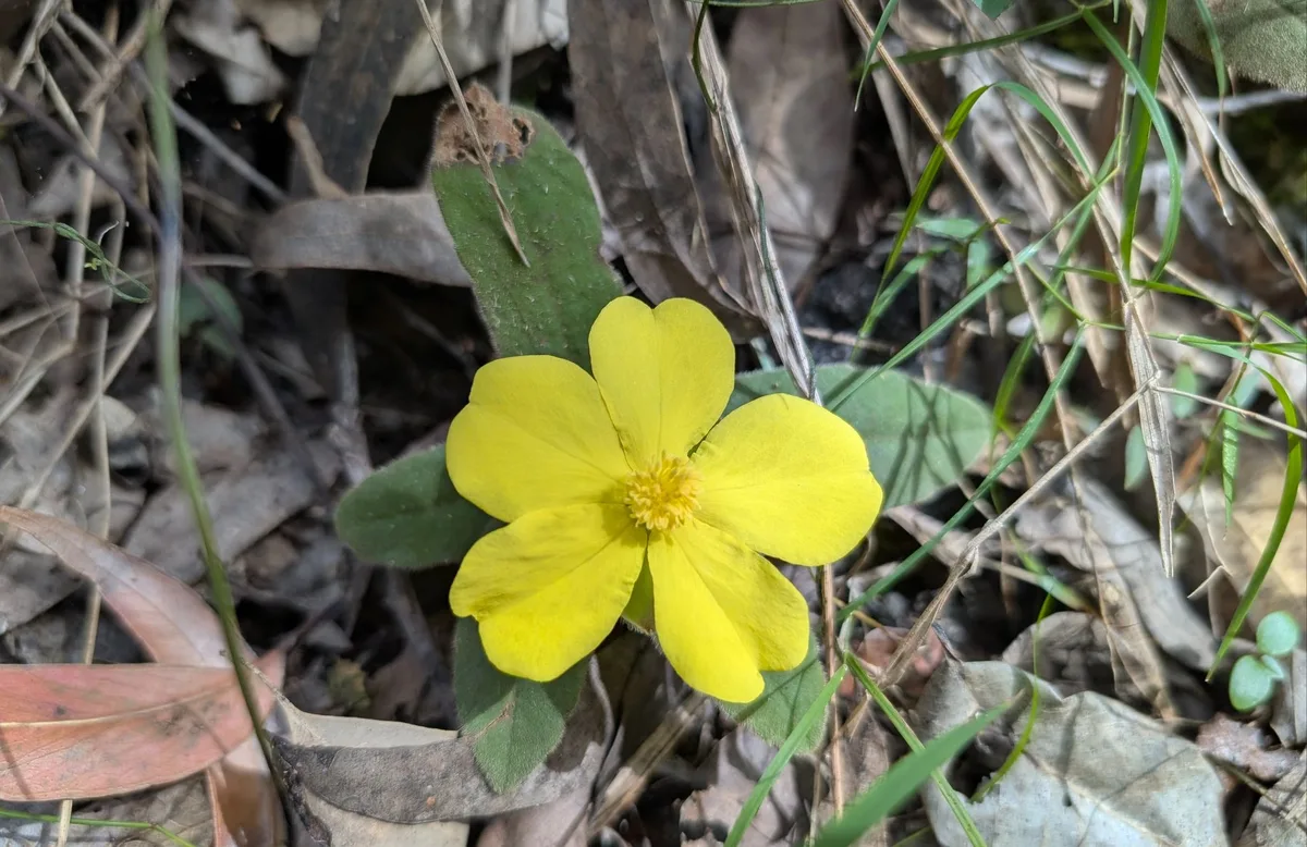 Bright yellow guinea flower blooming on the forest floor
