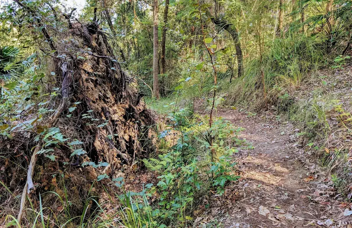 Twisted tree root mass beside the Cabbage Tree Track trail