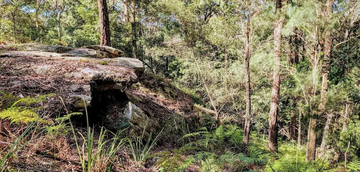 Rock ledge overhang above the track amid slender casuarina trees