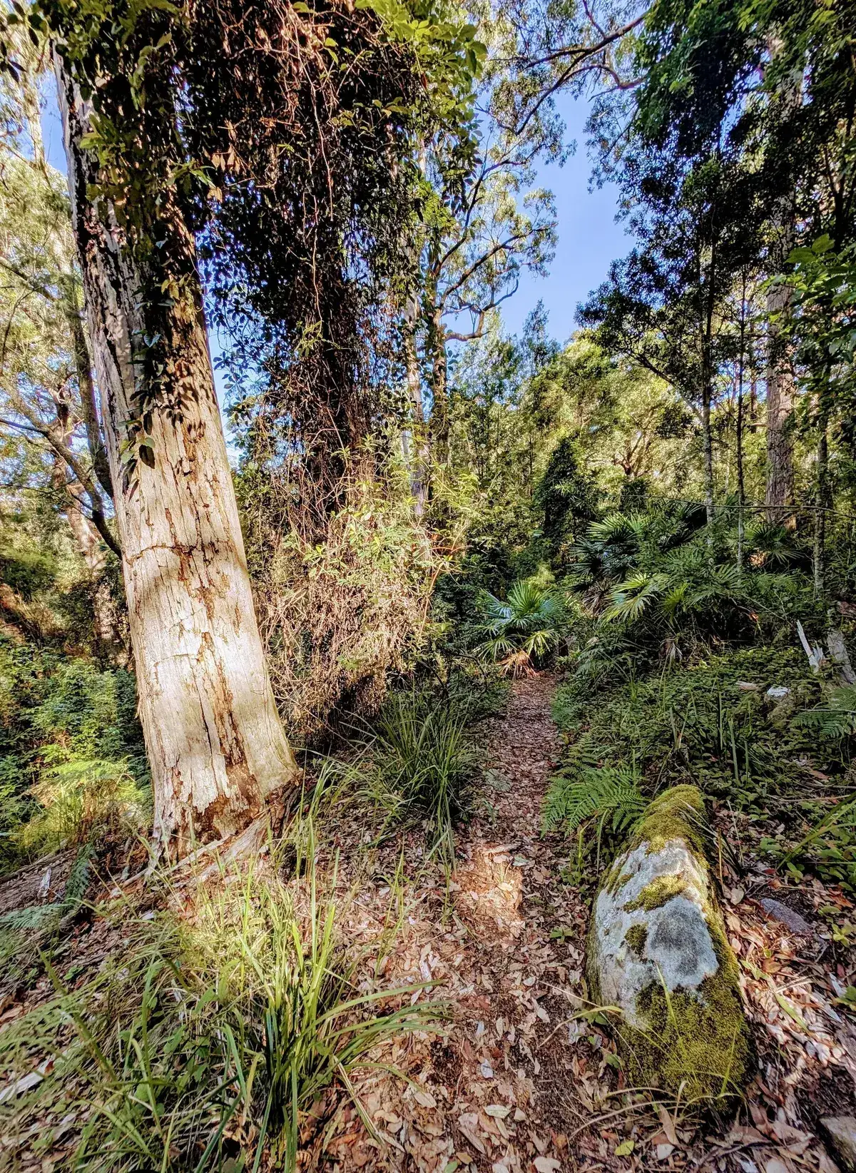 Trail beneath a tall pale tree trunk under a clear blue sky